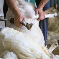 In sheep’s clothing: Farmers’ group complains about PETA anti-wool ad